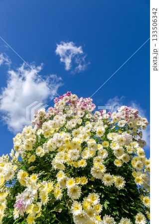 青空を背にした小菊タワー【背景素材】 青空を背にした小菊タワー【背景素材】 133506342