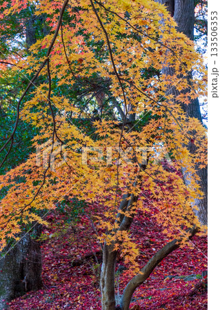 岩手県大船渡市の紅葉 133506353