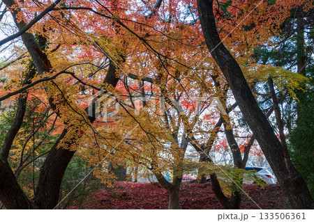 岩手県大船渡市の紅葉 133506361