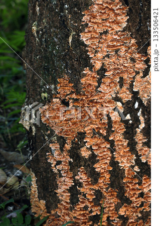 雑木林内にモミジウロコタケが大きく群生・重生する古木（アウトドアフィールド菌類マクロ撮影） 133506421