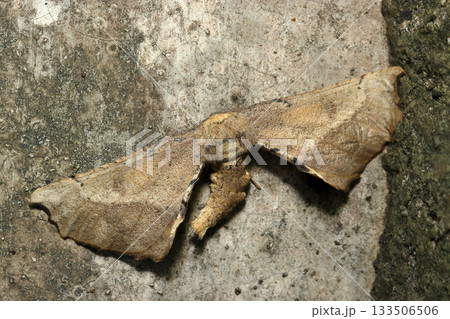 岩肌と同化するオオノコメエダシャク蛾の雄成虫（自然環境下昆虫ストロボマクロ撮影） 133506506
