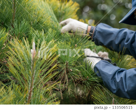 Japanese Gardener 133506515