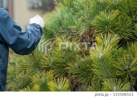 Japanese Gardener 133506521