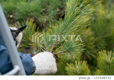 Japanese Gardener 133506532