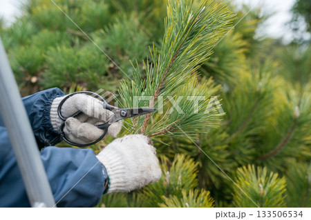 Japanese Gardener 133506534
