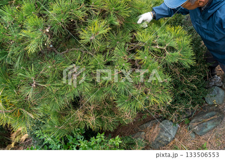 Japanese Gardener 133506553