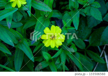 百日草の黄色い花 百日草の黄色い花 133506560