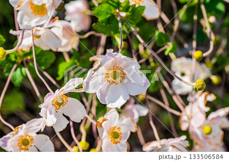 シュウメイギクの白い花 シュウメイギクの白い花 133506584
