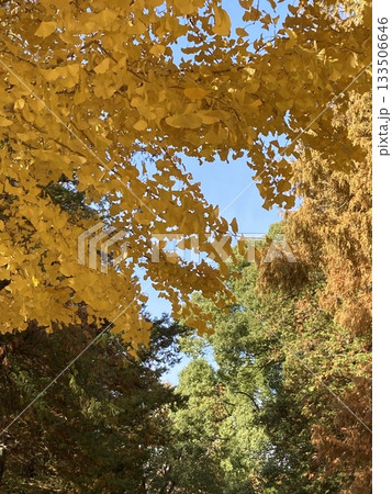 桜にも劣らず燃え盛る銀杏の葉 桜にも劣らず燃え盛る銀杏の葉 133506646