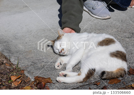 人懐こい白黒ぶちのネコ 133506660
