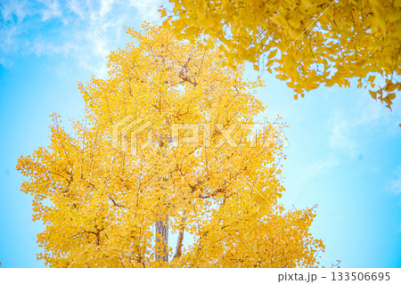 秋の黄葉 133506695