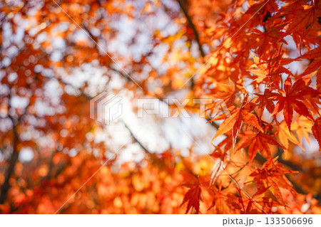 秋の紅葉 133506696