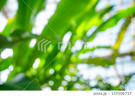 緑の抽象光景 133506717