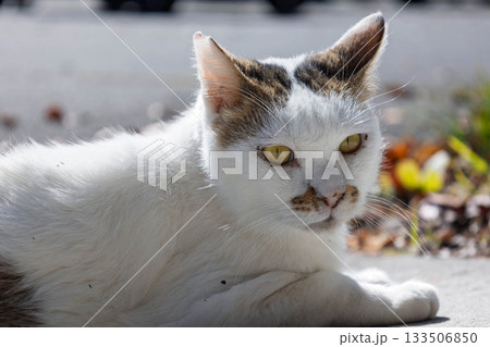 白黒ぶちのネコ 133506850