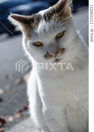 白黒ぶちのネコ 133506851
