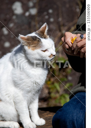 人懐こい白黒ぶちのネコ 人懐こい白黒ぶちのネコ 133506909