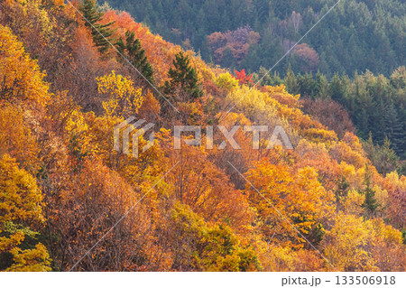 251106乗鞍青年の家g626 251106乗鞍青年の家g626 133506918