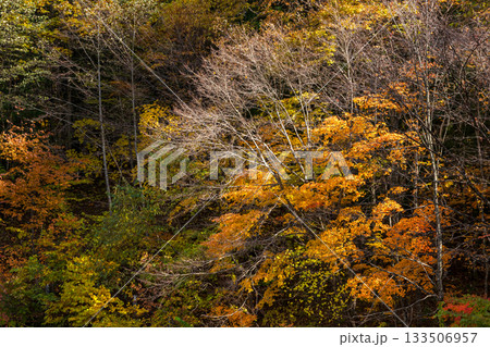 251106乗鞍青年の家z256 133506957