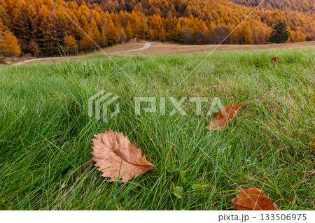 251106乗鞍青年の家z578 133506975