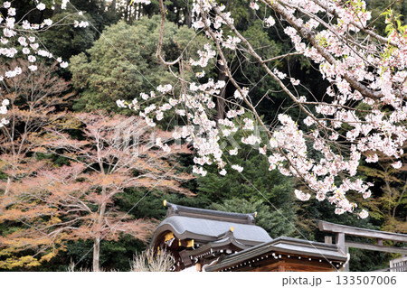 高麗神社　桜の季節　埼玉県日高市 133507006