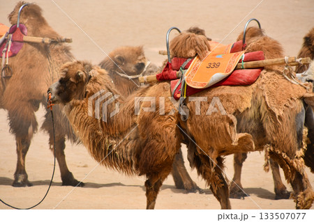 Camels in the Desert at Dunhuang in China Camels in the Desert at Dunhuang in China 133507077