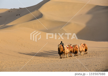 Camels walking across sand dunes in the Gobi Desert at Dunhuang in China 133507080