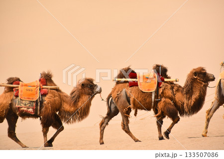 Two Camels in the Gobi Desert at Dunhuang in China Two Camels in the Gobi Desert at Dunhuang in China 133507086