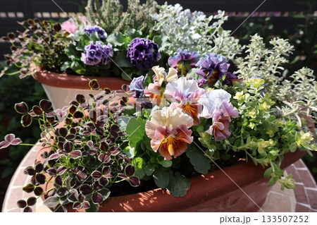 おしゃれなフリルビオラの寄せ植え&寄せ鉢 おしゃれなフリルビオラの寄せ植え&寄せ鉢 133507252