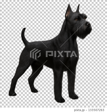 リアルなジャイアント・シュナウザーの立ち姿（背景透過） 133507263