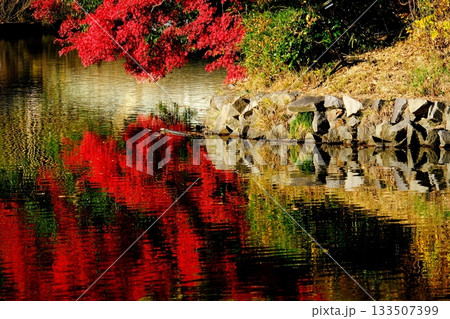 湖面に映るあざやかな紅葉 湖面に映るあざやかな紅葉 133507399