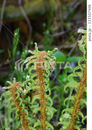 日本のシダ植物 イヌガンソク 日本のシダ植物 イヌガンソク 133507406