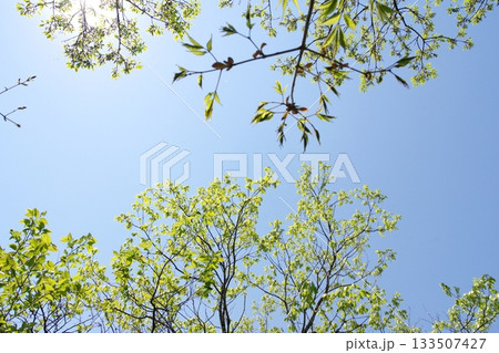 新緑と青空 新緑と青空 133507427