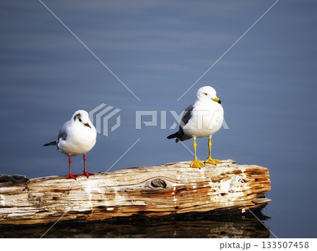 流木にとまるカモメ 流木にとまるカモメ 133507458