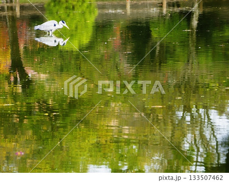 水面に映る紅葉 133507462