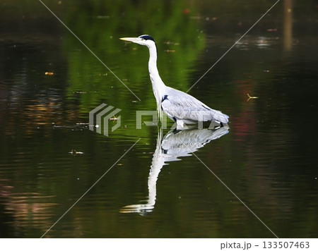 水面に映るアオサギ 133507463