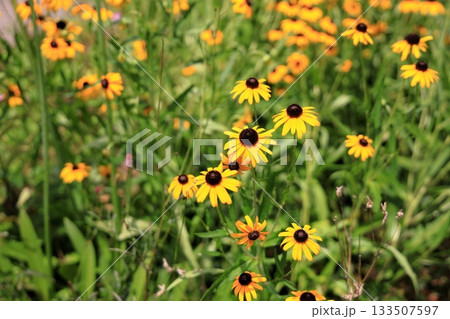 可愛い　ルドベキアの花 133507597