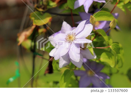 爽やか クレマチスの花 爽やか クレマチスの花 133507600