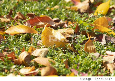 Autumn leaves fallen on the ground Autumn leaves fallen on the ground 133507837