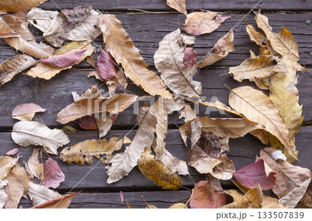 Autumn leaves fallen on the ground 133507839