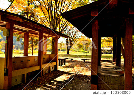 東京　都立水元公園のキャンプ場の秋 133508009