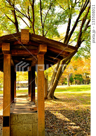 東京　都立水元公園のキャンプ場の秋 133508011