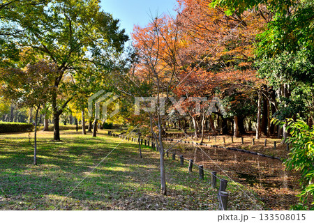 東京 都立水元公園のキャンプ場の秋 東京 都立水元公園のキャンプ場の秋 133508015