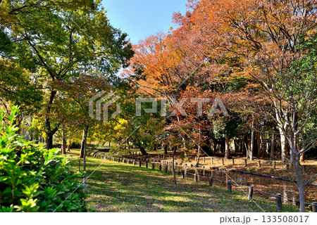 東京 都立水元公園のキャンプ場の秋 東京 都立水元公園のキャンプ場の秋 133508017