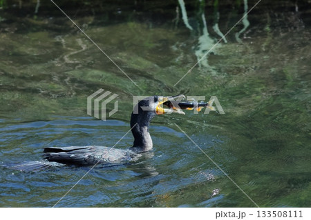 婚姻色のアユ　鵜に食べられる 133508111