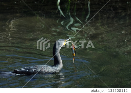 婚姻色のアユ　鵜に食べられる 133508112