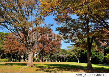 東京　都立水元公園のキャンプ場の秋 133508118