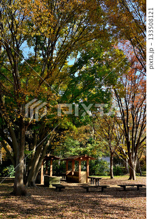 東京　都立水元公園のキャンプ場の秋 133508121