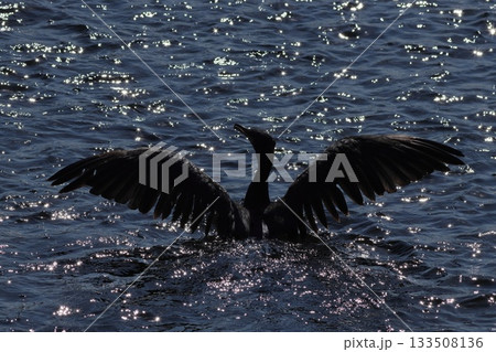 輝く水面で翼を広げる鵜 133508136