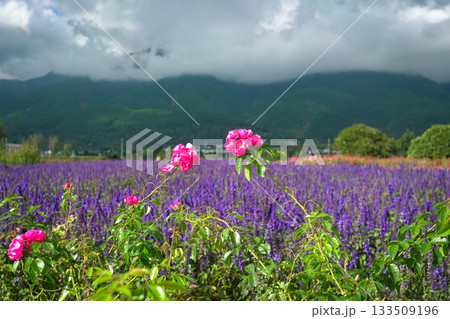 Flower farm with mountain view at the background. 133509196