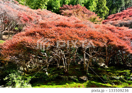 大龍寺　庭園 133509236